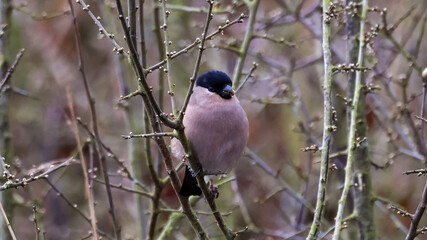 great spotted woodpecker