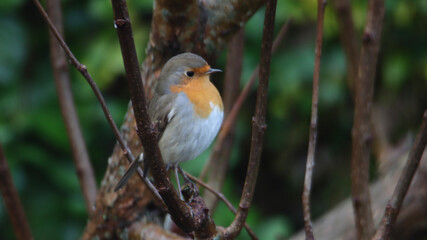 robin on a branch