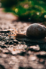 snail on the stone