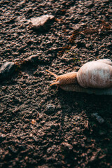 snail on the beach