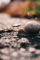 snail on the road