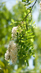 Racimo de flores blancas en ramas de árbol