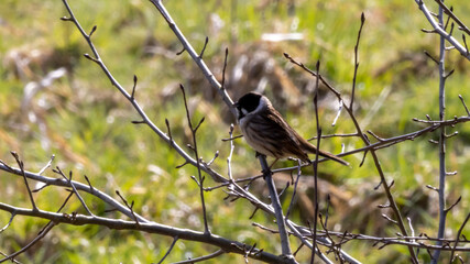 sparrow on a branch