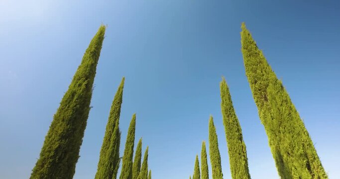 Top view of beautiful off road trip in Tuscany countryside. Green pine tree on both side,and yellow countryside all around, Blue sky