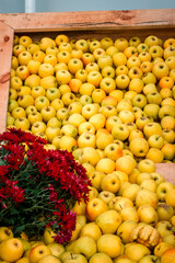Yellow apples used as decoration