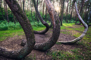 Pines in Crooked Forest in Nowe Czarnowo village, Poland
