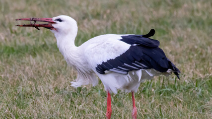 black crowned crane