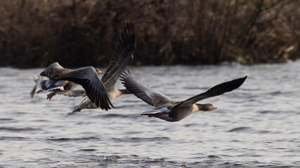 vulture in flight