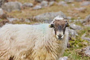 closed portrait of a horned overhail, on a mountain. outdoors.