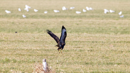 common buzzard in flight