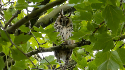 bird on a branch