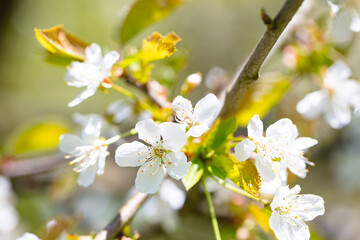 Fototapeta na wymiar closeup of cherry blossom background, texture, pattern,