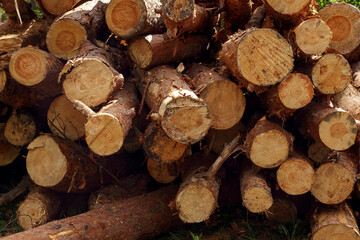 Freshly cut pine logs stacked up on top of each other in a pile as background. Forest destruction, logging concept.