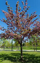 Obraz premium Blooming tree Prunus 'Kanzan' (Prunus serrulata or Prunus lannesiana) against blue sky. Large pink flowers pink flowers on branches of tree. City Park 