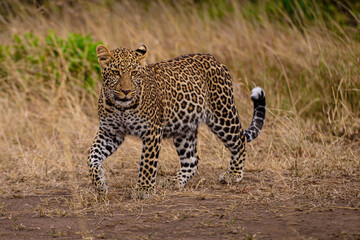 Sub adult leopard cub walking in savannah.