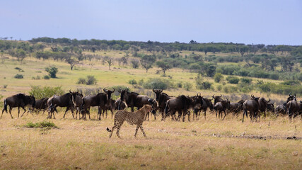 Naklejka na ściany i meble Cheetah walks in front of a wildebeest herd in Maasai Mara, Kenya.