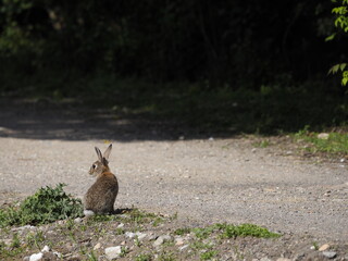 Little hare in a park. 