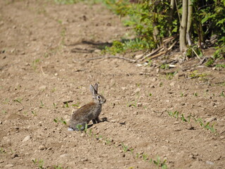 Little hare in a park. 