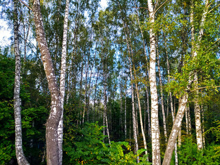 Birch Illusion, Moscow, September 2020