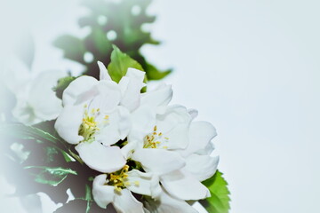 white flowers of apple