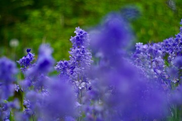 Bluebell flowers in the garden