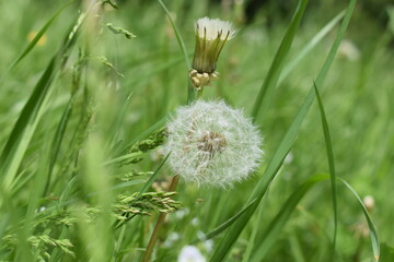 bee on a dandelion
