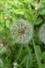 dandelion seed head