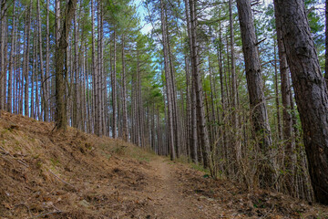 Fototapeta premium footpath in the green coniferous forest. View from below. Natural background. Travel, way, success concept 