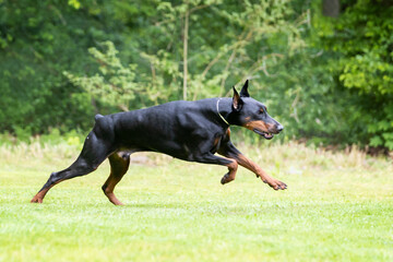 Dobermann outside