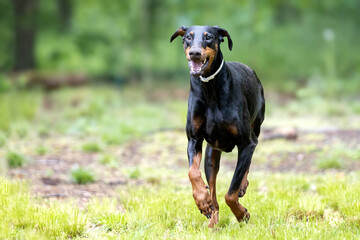 Dobermann outside