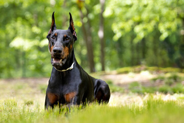 Dobermann outside