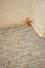 Plastic spider in the corner of the room.
