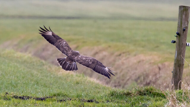 vulture in flight