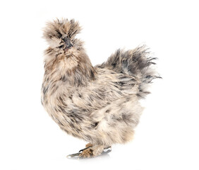 Silkie in studio