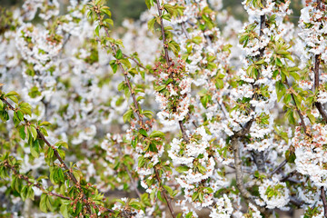 White cherry flowers in bloom against blue sky