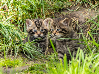Naklejka na ściany i meble Scottish Wildcat Kittens