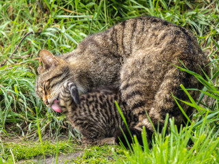 Scottish Wildcat Mother and Kitten