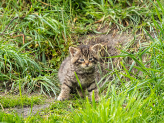 Naklejka na ściany i meble Scottish Wildcat Kitten 