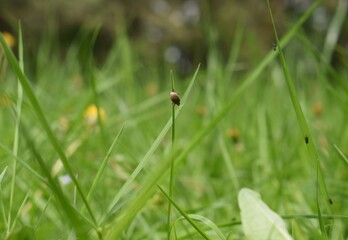 ladybird on a grass