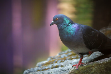 Pigeon on the window shade