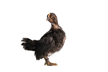 Black bantam chicks stand on a white background.