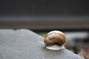 Grape snail on a stone, on a black background