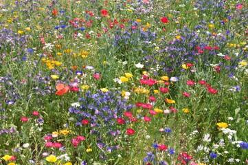 Bee pasture with colorful wildflowers - Bienenweide  - obrazy, fototapety, plakaty