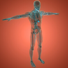 Human Internal system Lymph Nodes Anatomy - obrazy, fototapety, plakaty