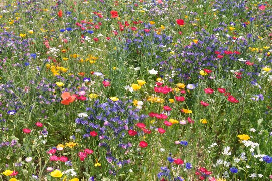Bee pasture with colorful wildflowers - Bienenweide 