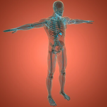 Human Internal system Lymph Nodes Anatomy