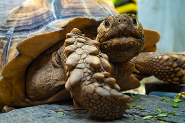 Close up of african spurred tortoise or geochelone sulcata in the garden. Sulcata tortoise is looking at camera. Slow life.