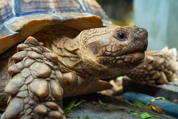 Close up of african spurred tortoise or geochelone sulcata in the garden. Sulcata tortoise is looking at camera. Slow life.