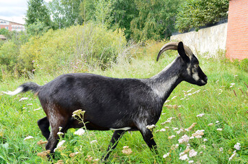 goat on the grass