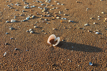 seashell on the summer beach at sunset
